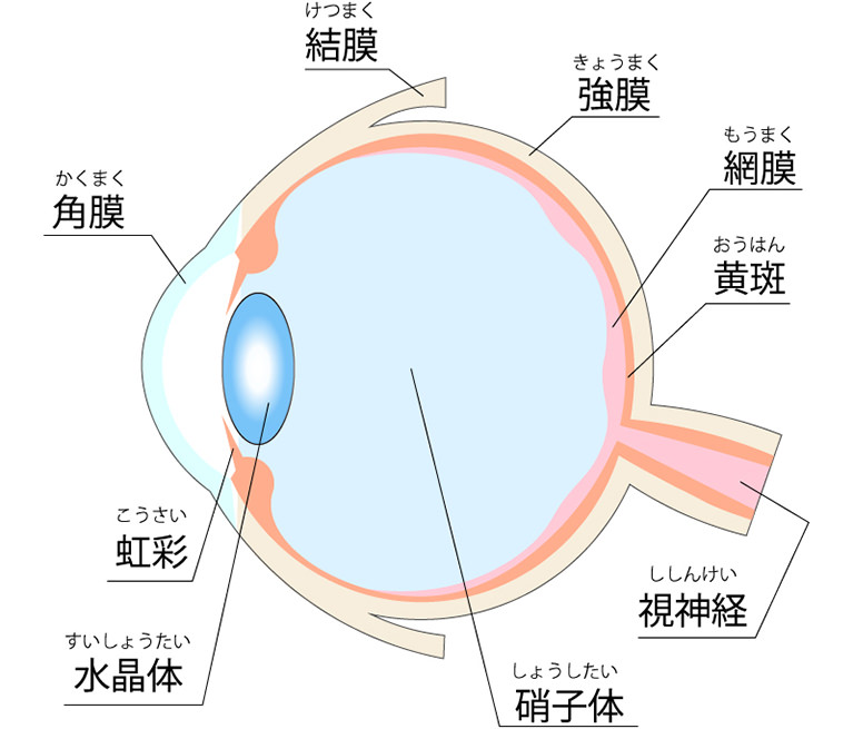 白内障と白内障手術